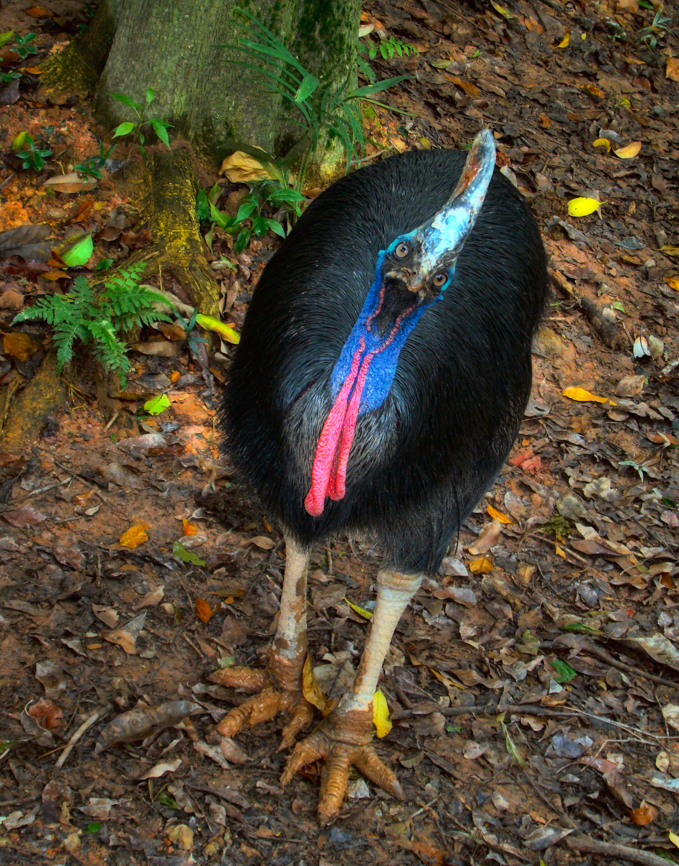 A Cassowary