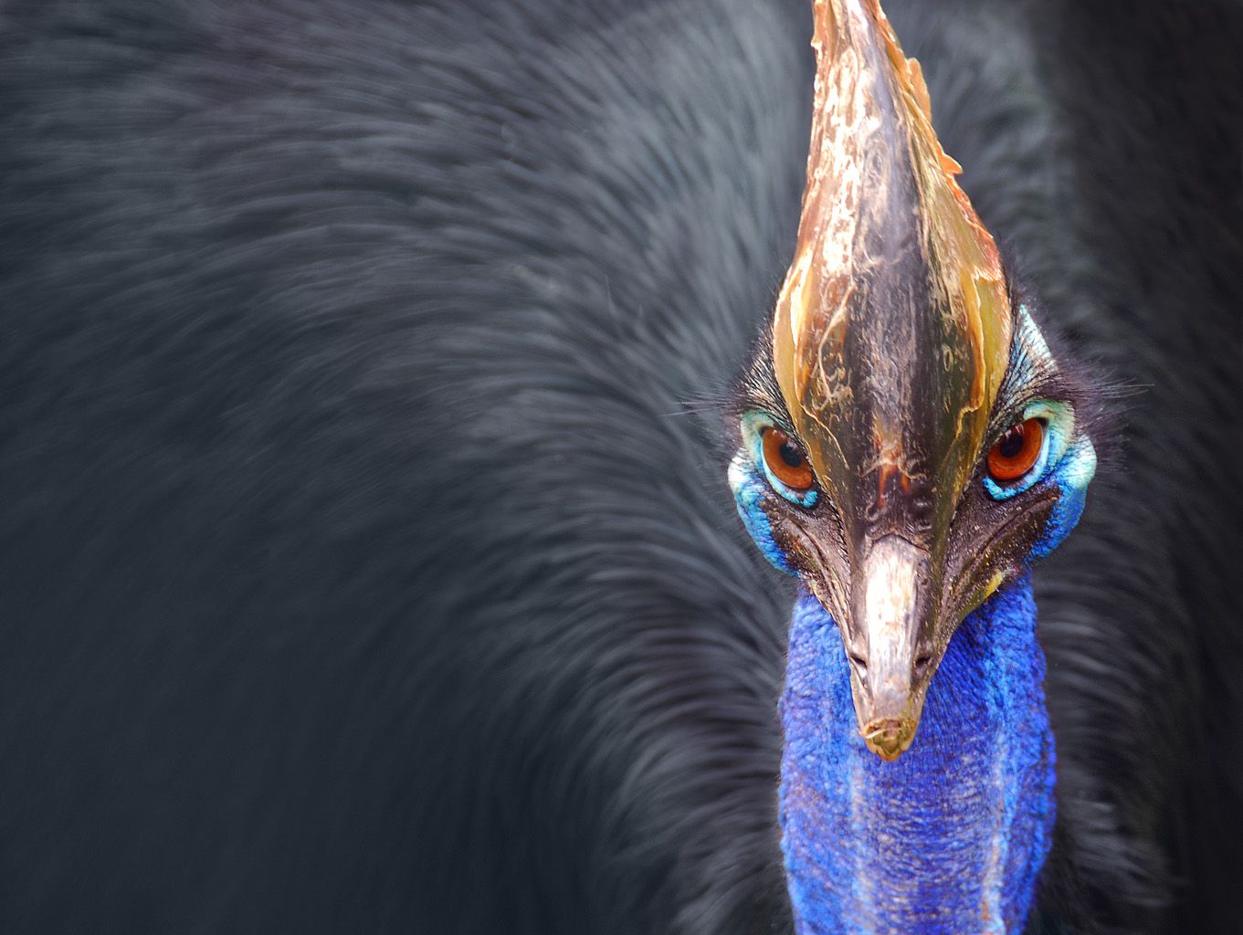 What's the Cassowary Project?